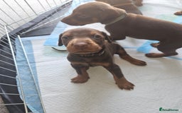 Dobermann dogs for sale: Dobermans available  - Image 5