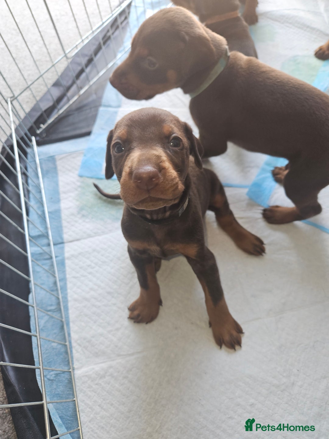 Dobermann dogs for sale: Dobermans available  - Image 5