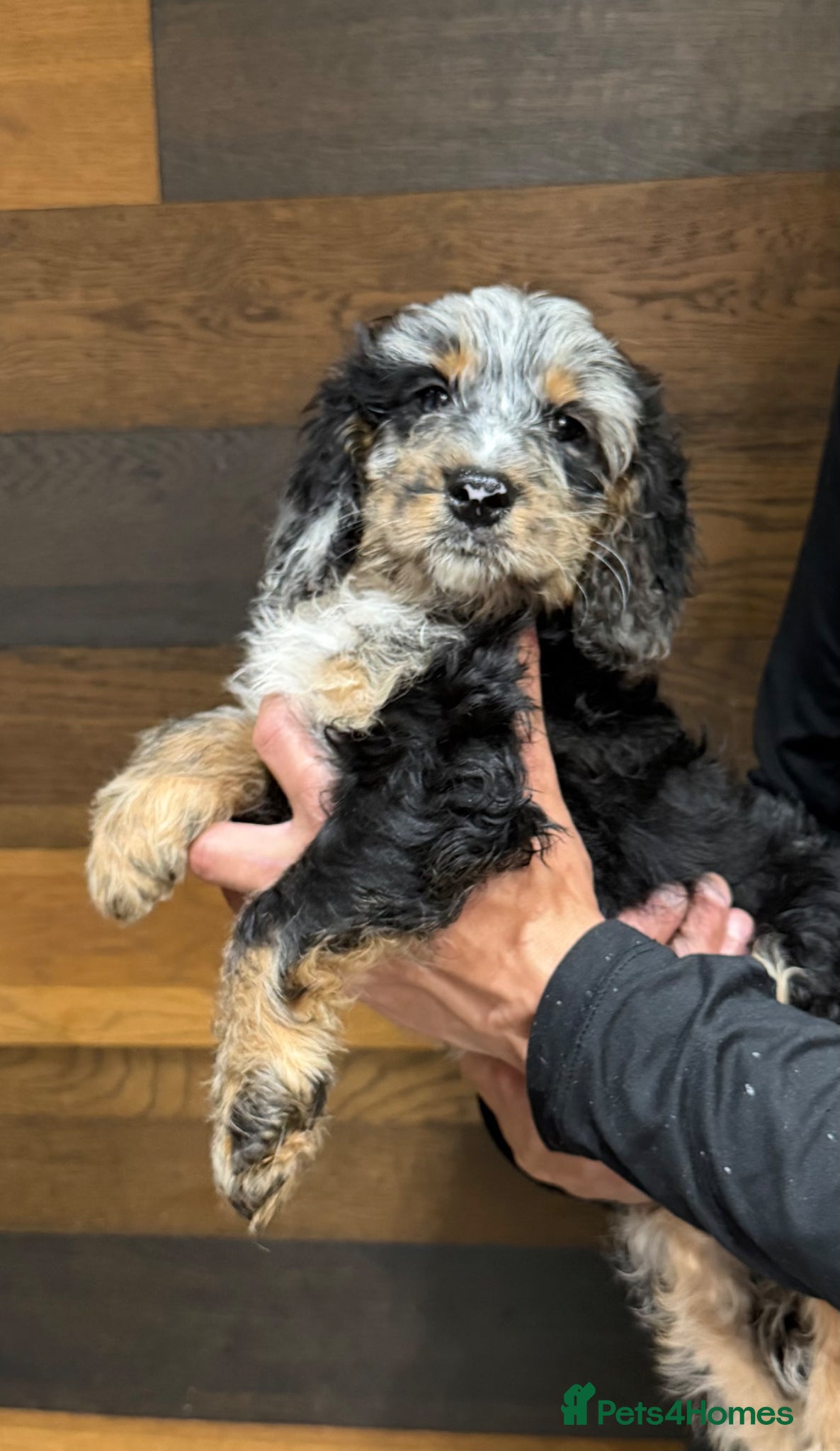 Cockapoo dogs F1 cockapoo puppy’s ready now  - Advert 14