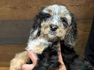 Cockapoo dogs F1 cockapoo puppy’s ready now - Advert 14