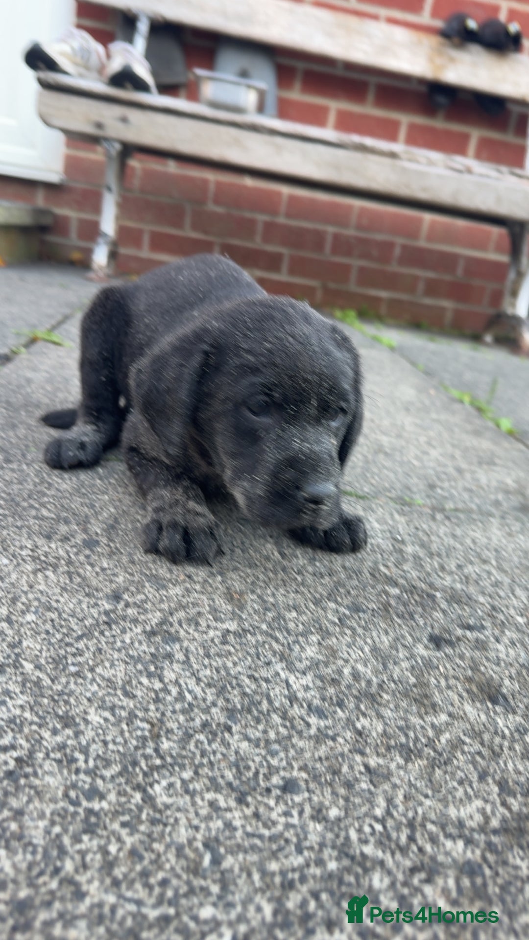 Labrador Retriever dogs for sale: 1 yellow GIRL LEFT KC reg LABRADOR PUPS - Image 15