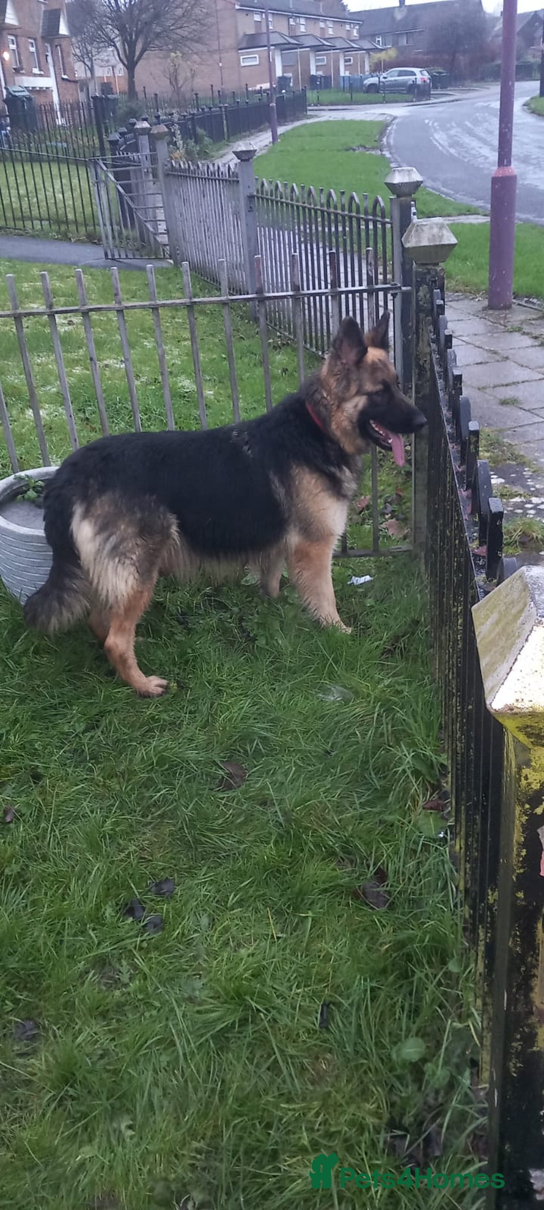 German Shepherd dogs for sale: Chunky German Sheperd puppies - Advert 8