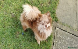 Pomeranian dogs for sale: Chocolate merle girl with blue eyes  - Image 1