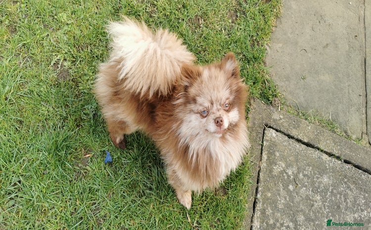 Pomeranian dogs - Advert 10