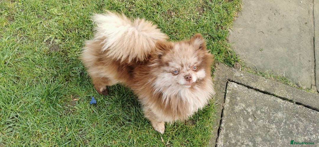 Pomeranian dogs for sale: Chocolate merle girl with blue eyes  - Image 1