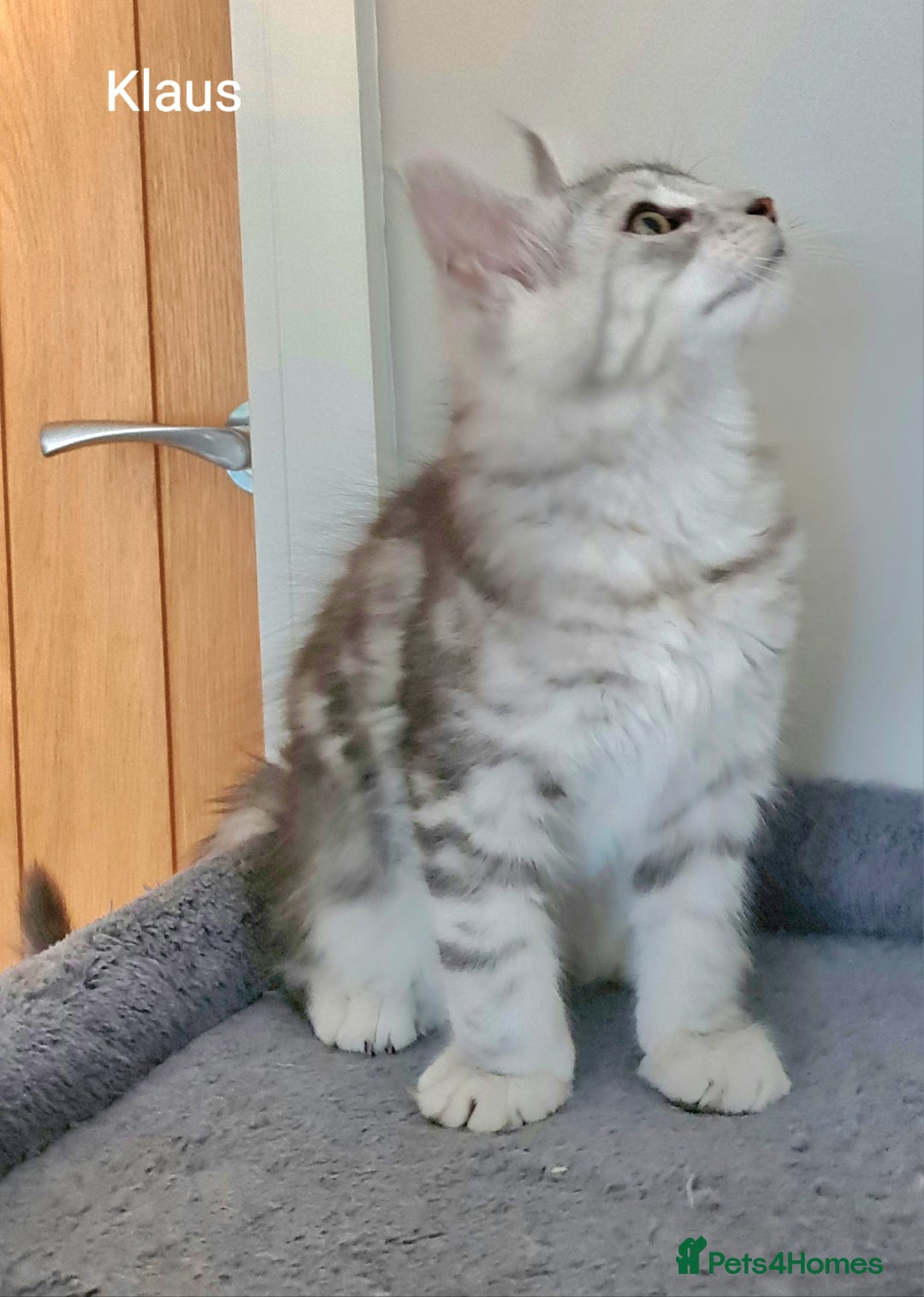 Maine Coon cats for sale: TICA Registered Show quality Maine Coon Kittens in Hull - Image 24
