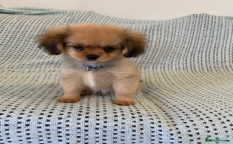 Mixed Breed dogs - Advert 14