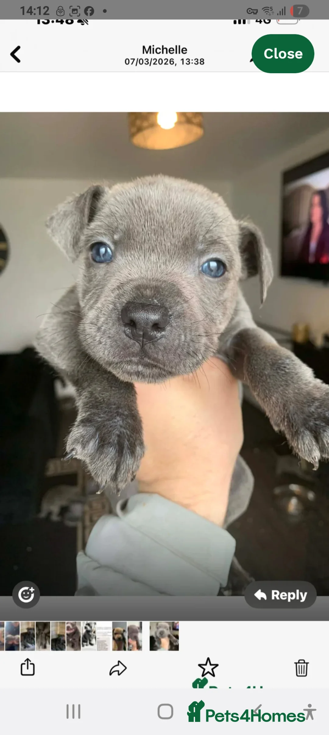 Staffordshire Bull Terrier dogs for sale: Blue Merle Staffordshire Bull Terrier  in Alresford - Advert 1
