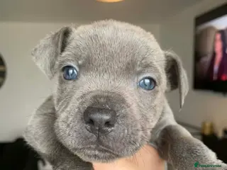 Staffordshire Bull Terrier dogs Blue Merle Staffordshire Bull Terrier - Advert 1