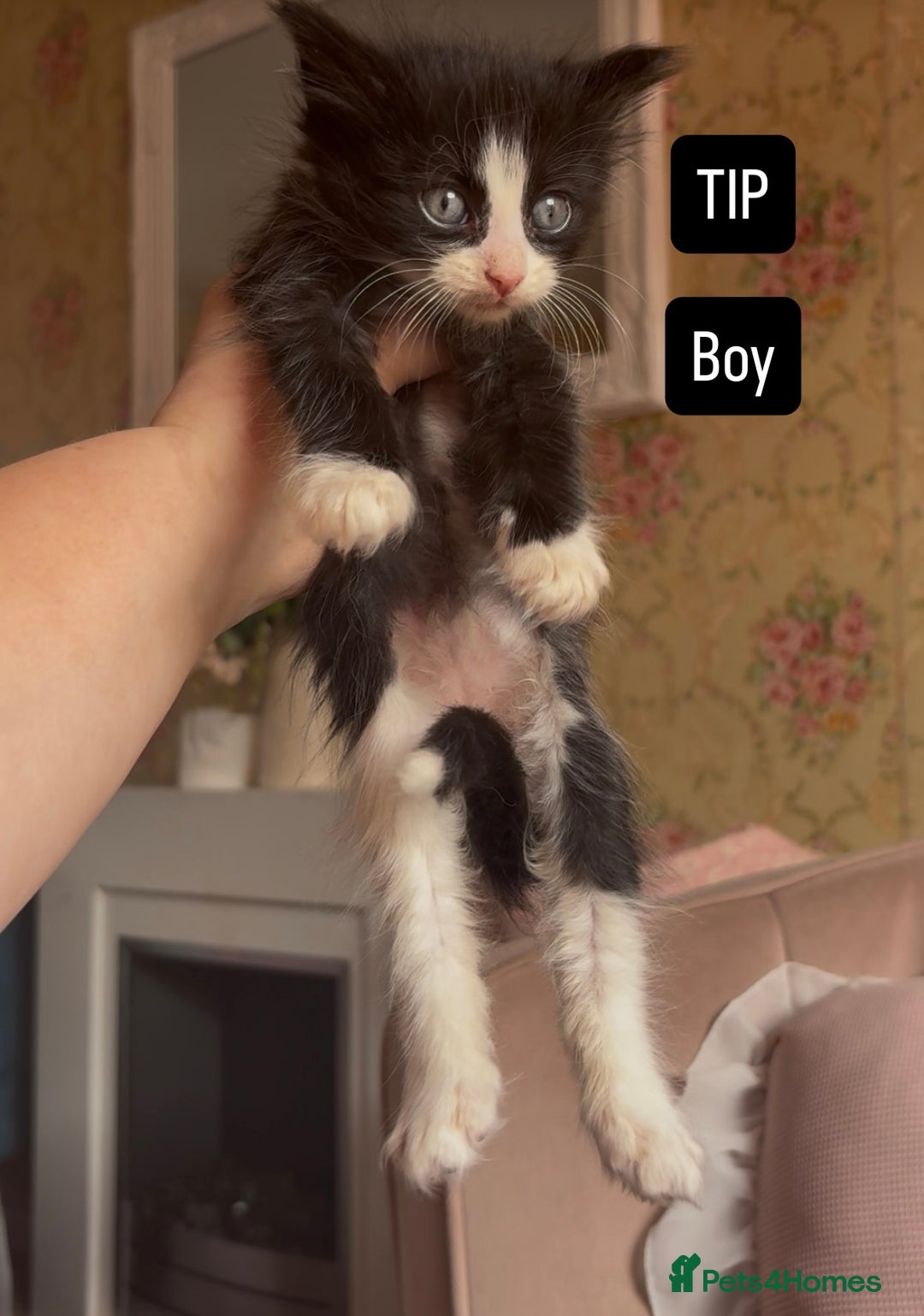 Mixed Breed cats for sale: Fluffy beautiful kittens  - Image 3
