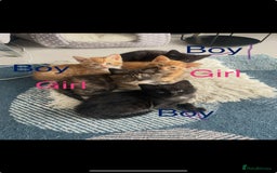 Mixed Breed cats for sale: 🐱 Gorgeous Kittens Looking for a Loving Homes 🏡 - Image 1
