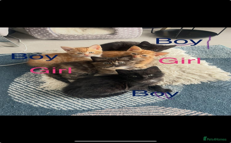 Mixed Breed cats for sale - Advert 2