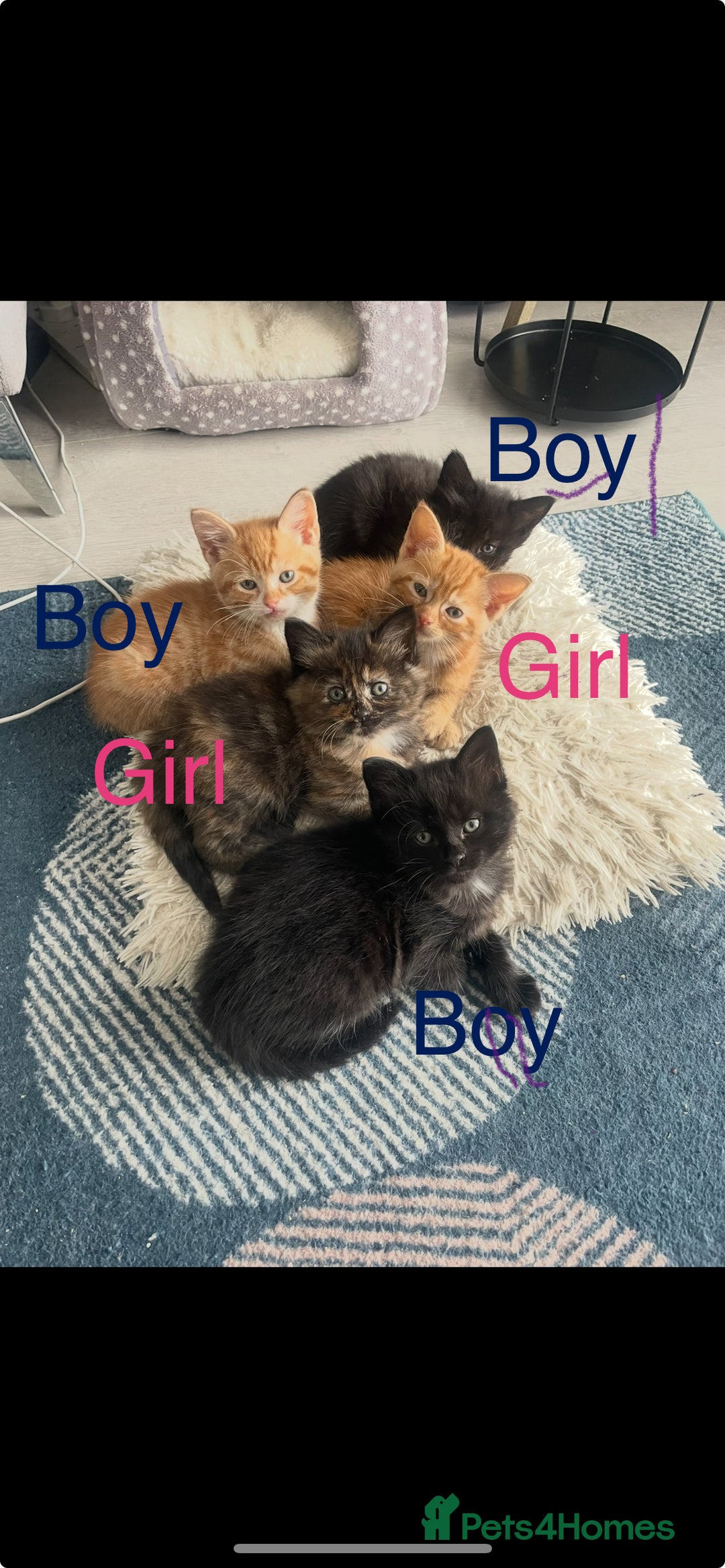 Mixed Breed cats for sale: 🐱 Gorgeous Kittens Looking for a Loving Homes 🏡 - Image 1