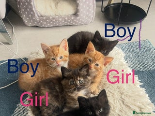 Mixed Breed cats - Advert 20