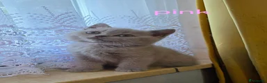 British Shorthair pink collar 