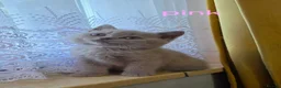 British Shorthair cats for sale: GCCF British Shorthair kittens in Southampton - Advert 8