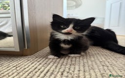 Mixed Breed cats for sale: Lovely kitten black & white - Image 1