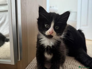 Mixed Breed cats - Advert 29