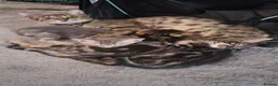Savannah cats for sale: Savannah cross kittens. - Advert 13