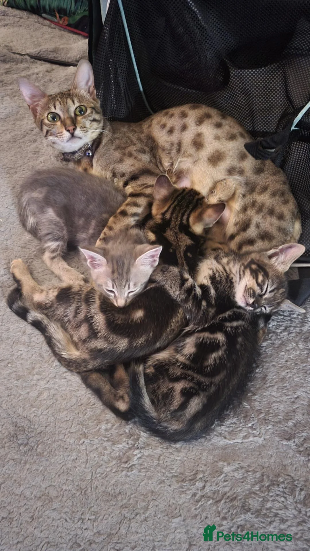 Savannah cats for sale: Savannah cross kittens. - Advert 13