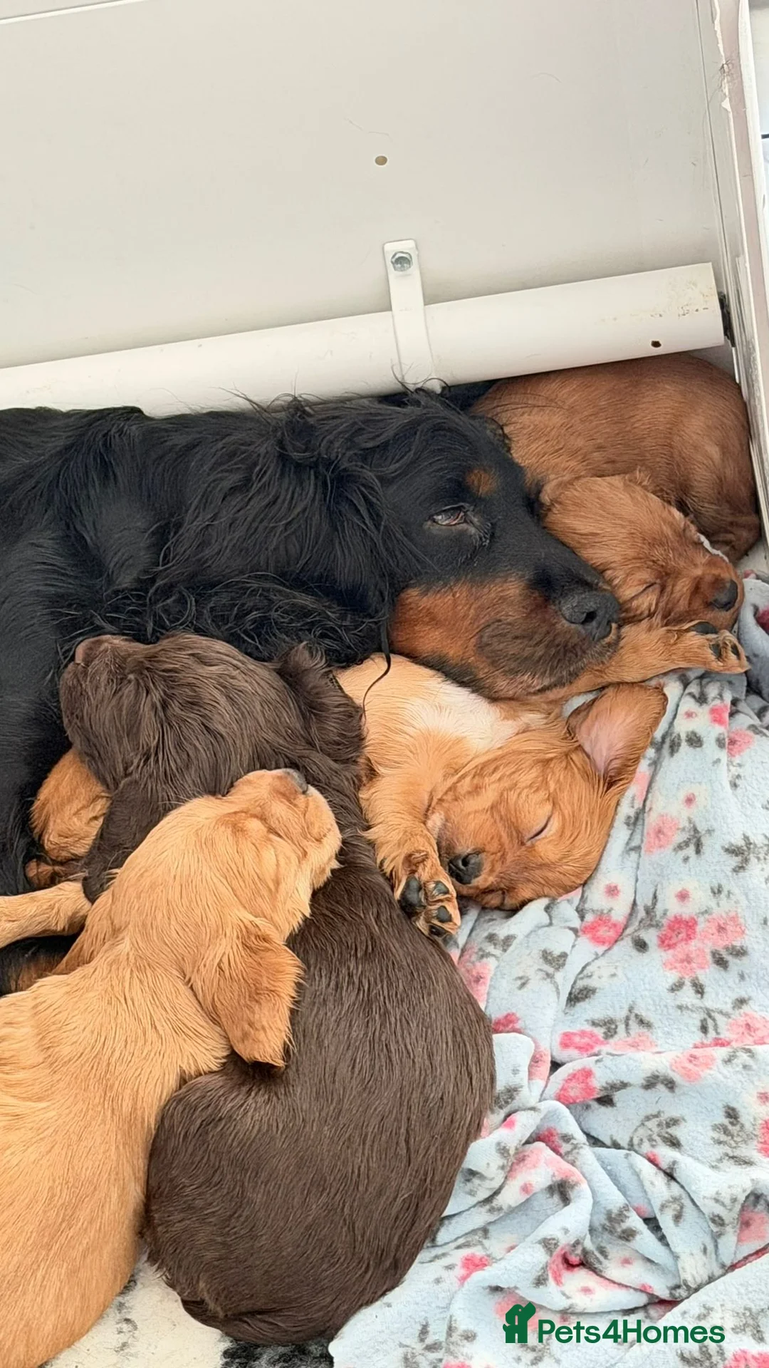 Cocker Spaniel dogs for sale: Working cocker spaniel boys  - Advert 2