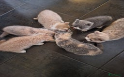 British Shorthair cats for sale: BEAUTIFUL BRITISH SHORTHAIR GCCF registered kitten - Image 17