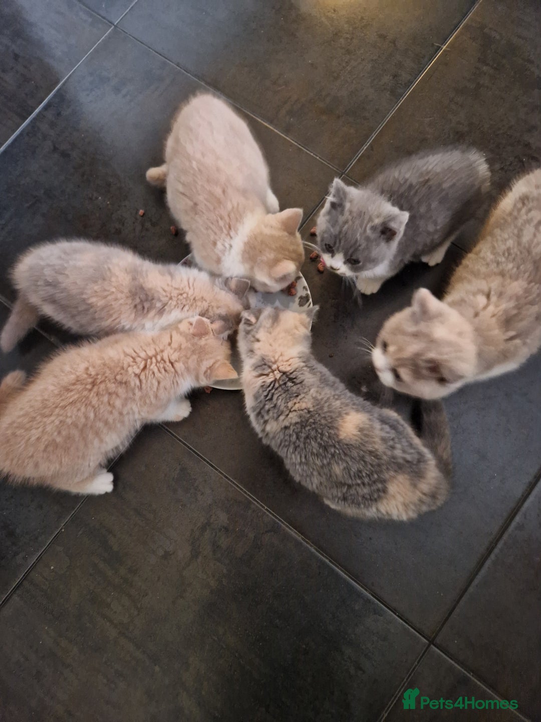 British Shorthair cats for sale: BEAUTIFUL BRITISH SHORTHAIR GCCF registered kitten - Image 17