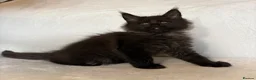Maine Coon cats for sale: READY NOW🐾STUNNING GCCF REGISTERED MC KITTENS🐾 - Advert 25
