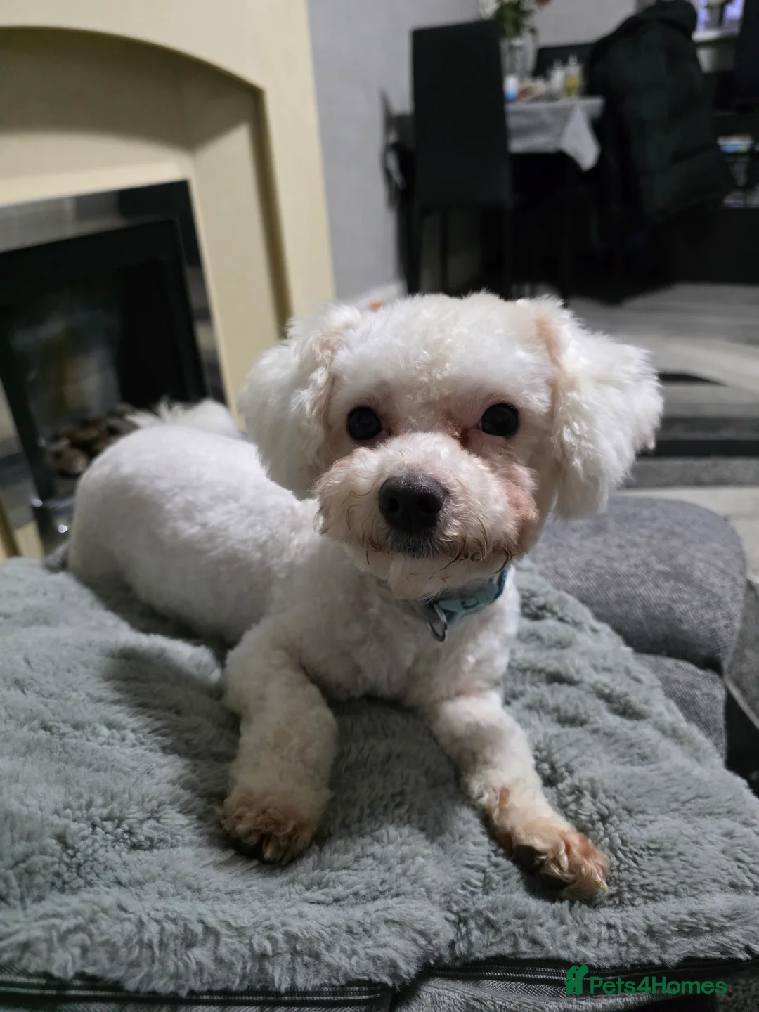 Bichon Frise dogs for sale: 2 x Bichon frise - Advert 8