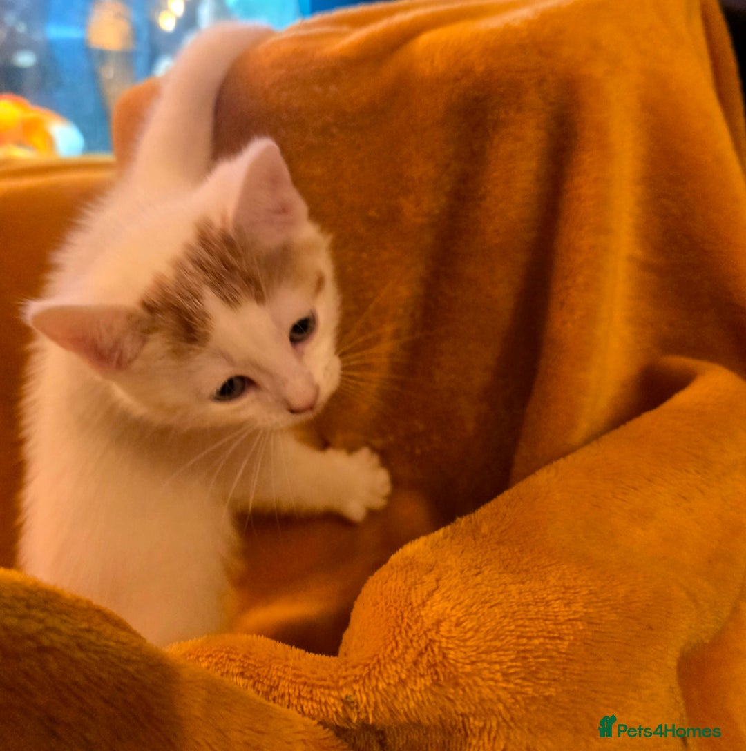Mixed Breed cats for sale: SweetPlayfulKitten–Socialised with Dog 😻 - Image 20