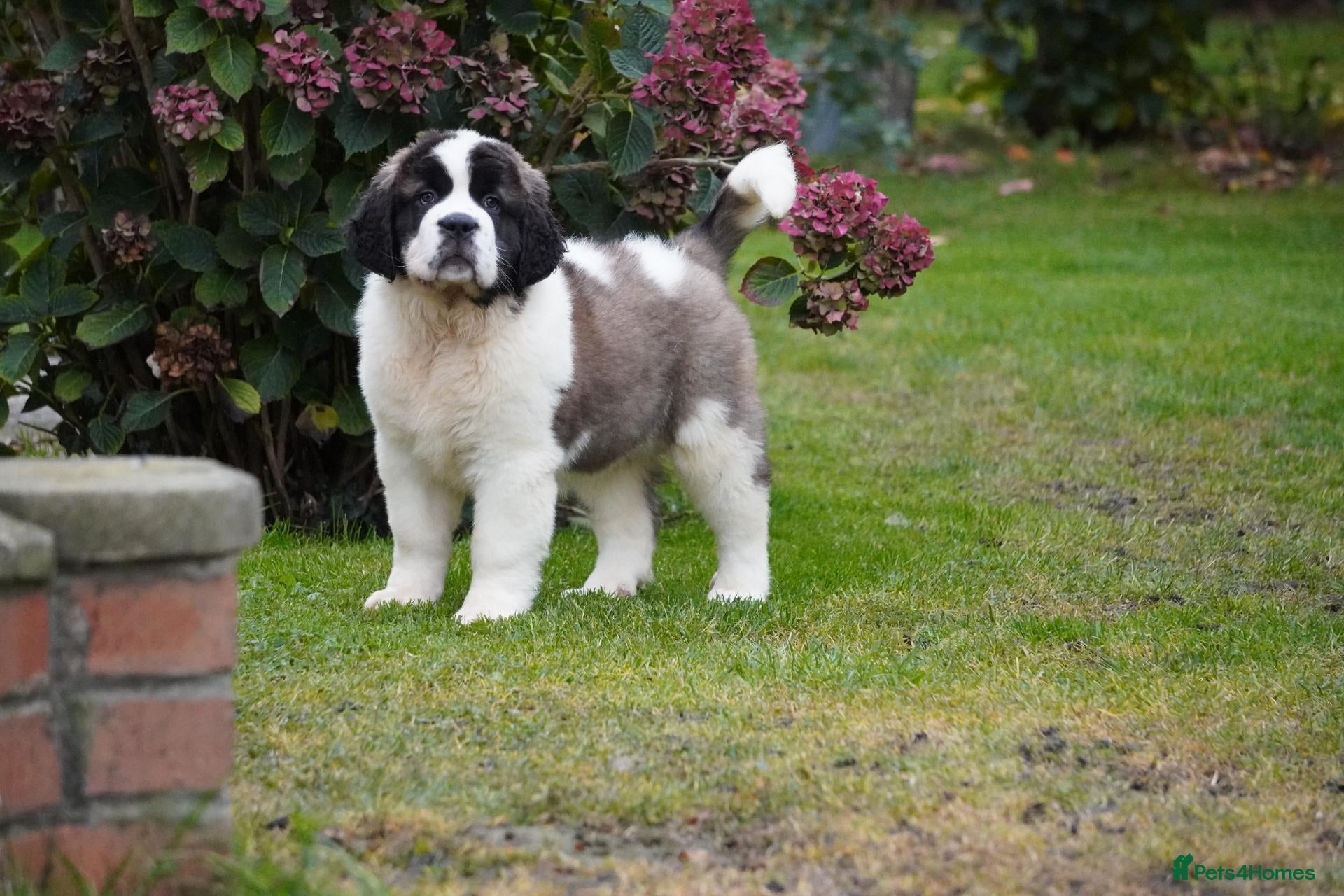 Saint Bernard dogs Outstanding St Bernard puppies ONLY ONE GIRL LEFT  - Advert 1