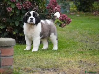 Saint Bernard dogs Outstanding St Bernard puppies ONLY ONE GIRL LEFT - Advert 1
