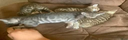 Bengal cats for sale: Stunning Bengal kitties - Advert 6