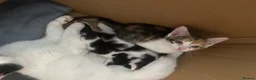 Domestic Shorthair cats for sale: Tortoiseshell kitten, 8 weeks,girl, ready now  - Advert 5