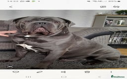 Cane Corso dogs for stud: BLUE CANE CORSO STUD  in Waltham Cross - Image 4