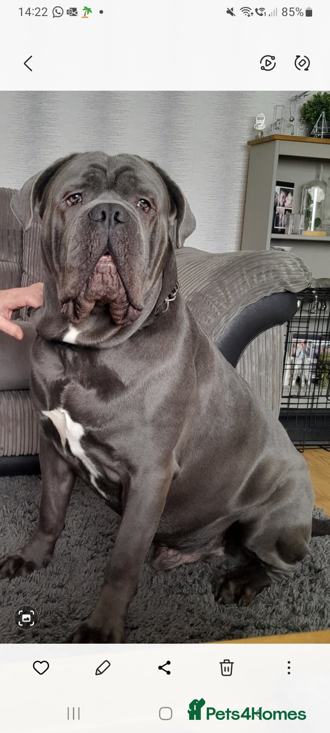 Cane Corso dogs for stud: BLUE CANE CORSO STUD  in Waltham Cross - Image 4