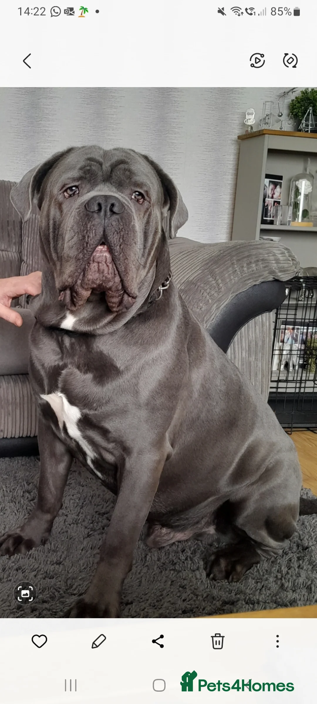 Cane Corso dogs for stud: BLUE CANE CORSO STUD  in Waltham Cross - Advert 4