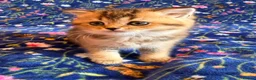 Scottish Fold cats for sale: Pedigree Scottish fold kittens - Advert 8