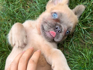 French Bulldog dogs - Advert 3