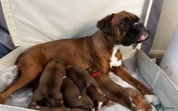 Boxer dogs for sale: 18Month Female Boxer Looking for Her Forever Home  - Image 4
