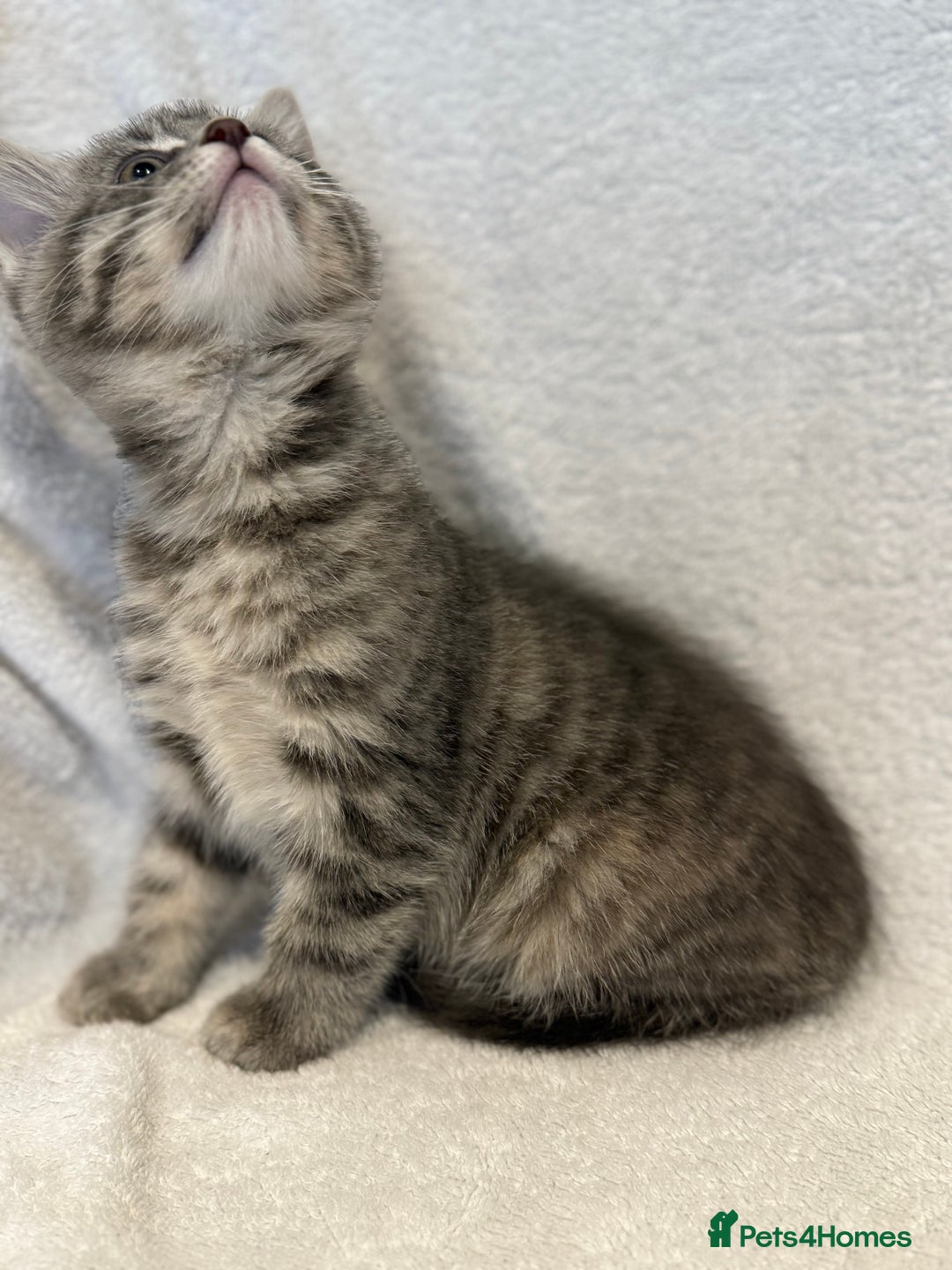 British Shorthair cats for sale: British shorthair kittens *ready now* - Image 7
