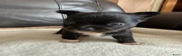 Chihuahua dogs for sale: Two kc reg long coat chihuahua boys available  in Northwich - Advert 8