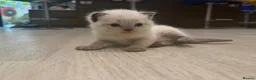 Scottish Fold cats for sale: ✨ Beautiful Scottish Straight Kitten  ✨ - Advert 7