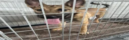 Mixed Breed dogs for sale: Belgian Malinois puppy - Advert 2