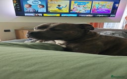 Staffordshire Bull Terrier dogs for sale: 4yr old female staffy - Image 6