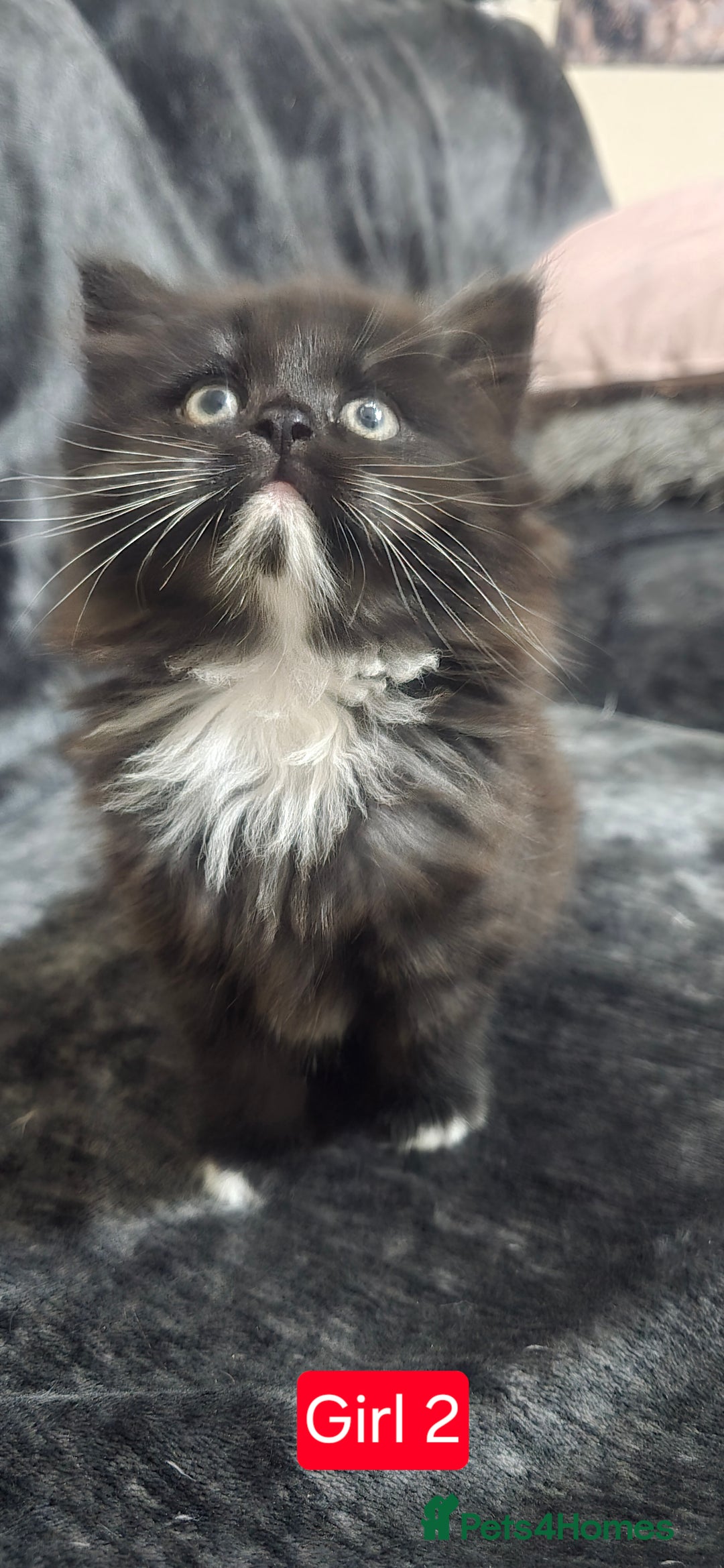 Mixed Breed cats for sale: Lovely Persian mixed kittens for sale - Advert 23