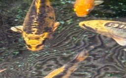Koi Carp fish for sale: UK koi carp  - Image 38