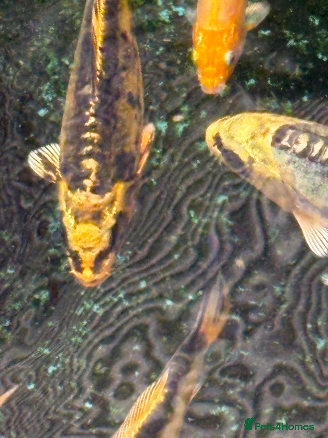 Koi Carp fish for sale: UK koi carp  - Image 38