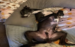 Greyhound dogs for sale: Greyhound for sale  - Image 3