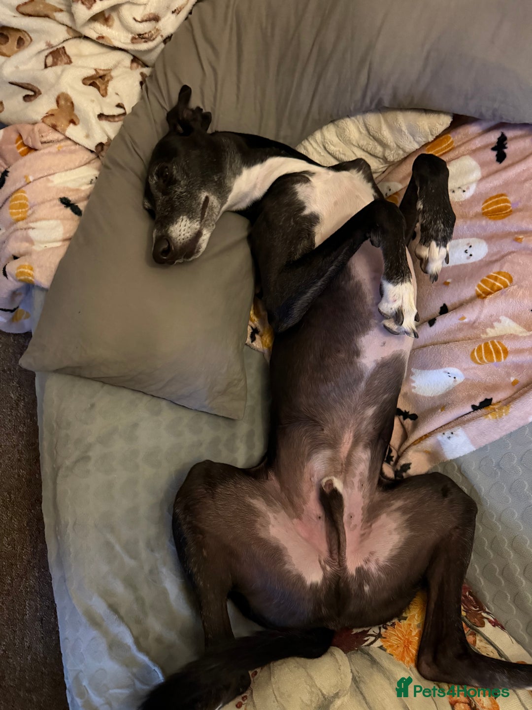 Greyhound dogs for sale: Greyhound for sale  - Image 3
